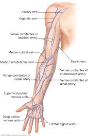 Upper Extremity Veins