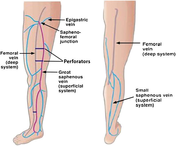 Upper Extremity Veins